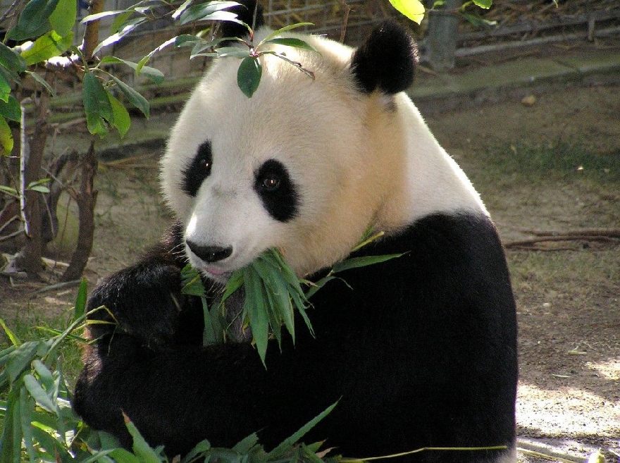 Süsser Panda.